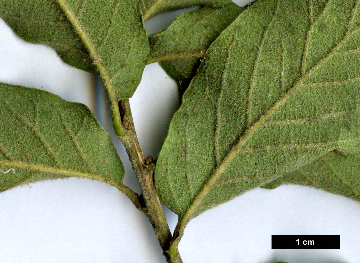 High resolution image: Family: Fagaceae - Genus: Quercus - Taxon: deserticola × Q.laeta